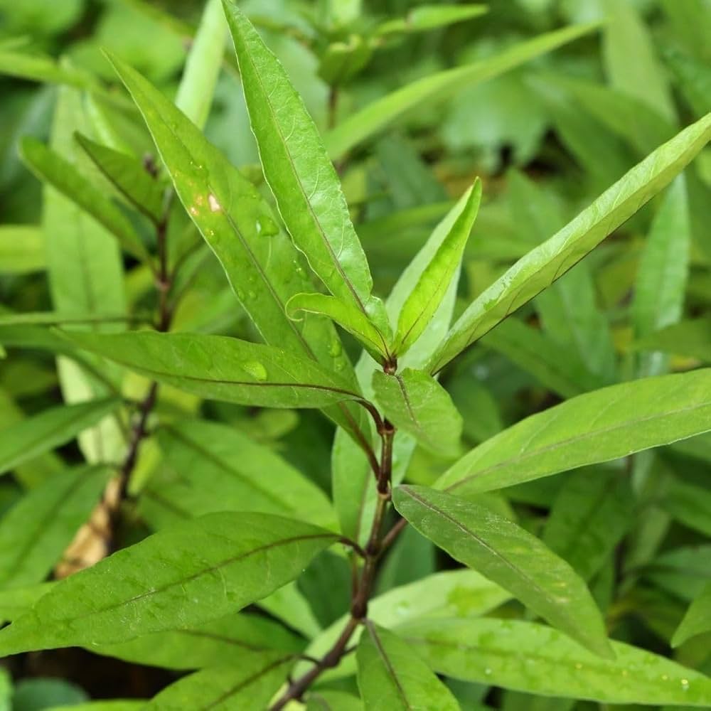 Rus xotinlari shaxsiy jinsiy aloqa Tarjima bilan tarixiy porno filmlar